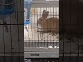 #haveitoldyoulatelythatiloveyou #rabbit
