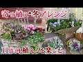 【寄せ植え特集*冬】冬の植物をより楽しむ11のアイデア/植物選びのワンポイント/クリスマス寄せ植え&ハボタン/ガーデニング