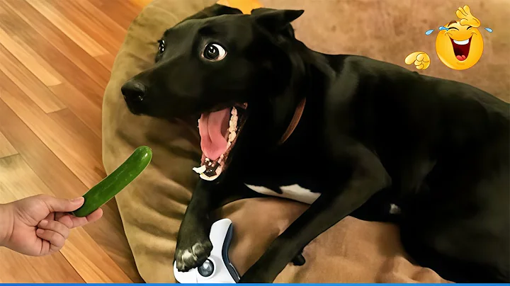 Video 11745411: funny animals funniest cats, dog compilation