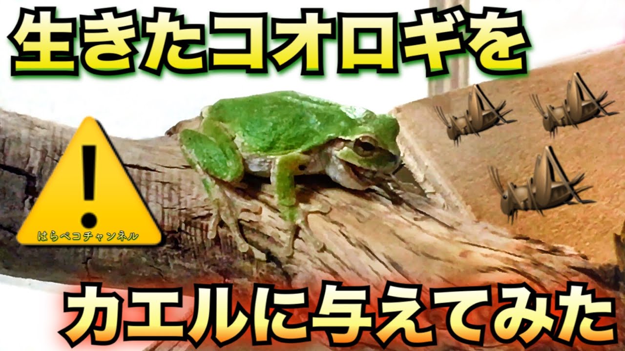 12/10/19 Feeding live crickets to my tree frogs - YouTube