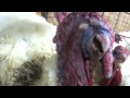 Butterball Abuse: Undercover Mercy For Animals Investigation Reveals Cruelty
