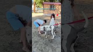 Rescued Pittie’s First Joyful Moments in the Mud 🐶❤️ | From Abused Street Dog to Happy Family