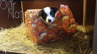 Getting A Puppy For Christmas! Puppies As Gifts Compilation 2017