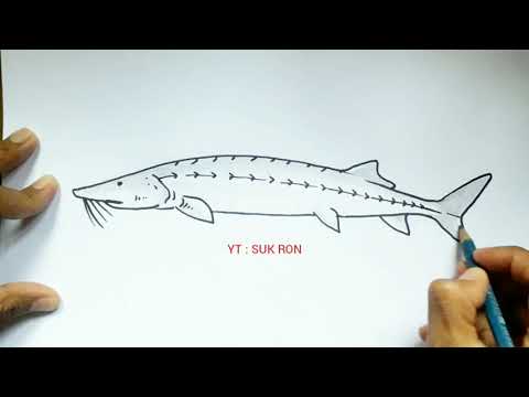 Menggambar Ikan Sturgeon
