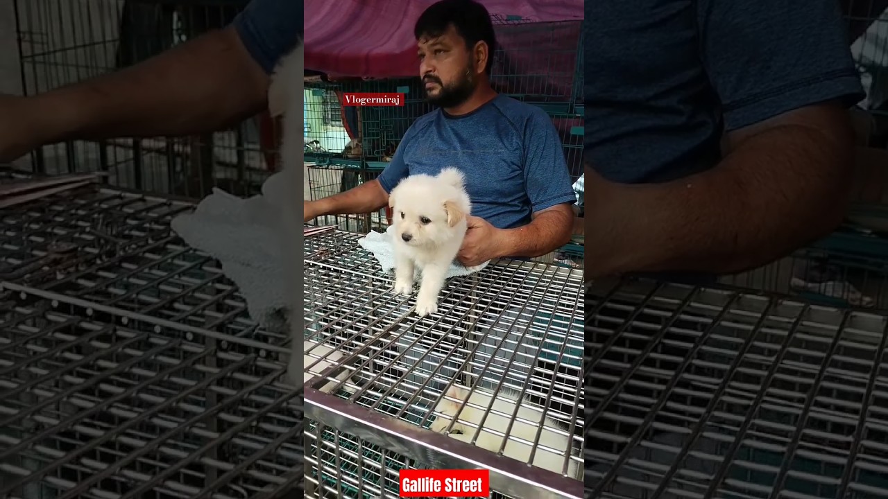 Pat Market Kolkata Gallife Street / lowest price puppy dog / Gallif Street dogs