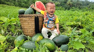 Single mother: Harvesting giant watermelons to sell - growing ginger - building a life with her son