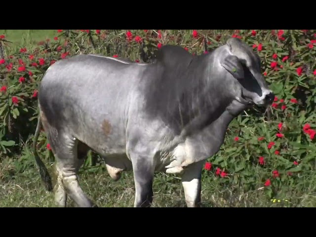 Lote 36    Fazenda Nova Pousada