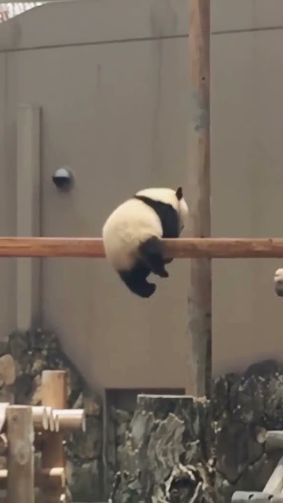 panda hanging on a wooden pole #shorts