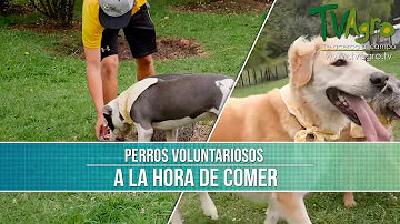 ¿A qué hora debo dar de comer a mi perro?