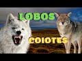 QUAIS AS DIFERENÇAS ENTRE LOBOS E COIOTES? LENDAS, ATAQUES, SOBREVIVÊNCIA, UIVOS E VIDA NA NATUREZA!