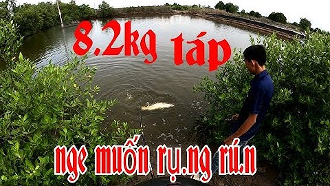CÂU CÁ CHẼM BẰNG DRAVE RIPPER | MEGABARRA DOOM 75 | quốc toản fishing