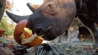 Endangered Rhinos Attack And Devour Big Pumpkins