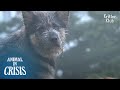 Dogs Thrown Away In Downpour Grasp Ray Of Hope Because Of 'This' | Animal in Crisis EP218