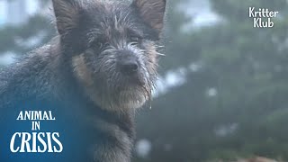 Dogs Thrown Away In Downpour Grasp Ray Of Hope Because Of 'This' | Animal in Crisis EP218
