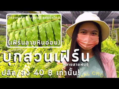 วีดีโอ: เฟิร์นในสวน - ข้อมูลเกี่ยวกับสภาพการเจริญเติบโตของเฟิร์นเฟิร์น