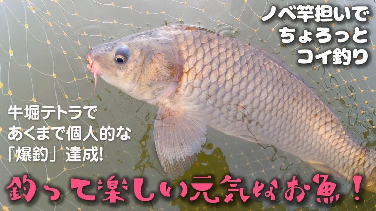 【のべ竿担いで】いっぱい釣れた！ in 牛堀テトラ【ちょろっとコイ釣り】