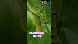 Life Cycle of Lemon butter Fly