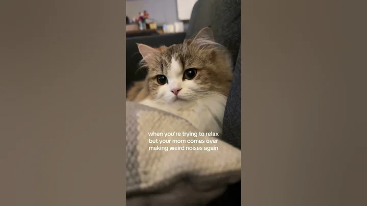 Watch the video about Is she okay? #cat #munchkin