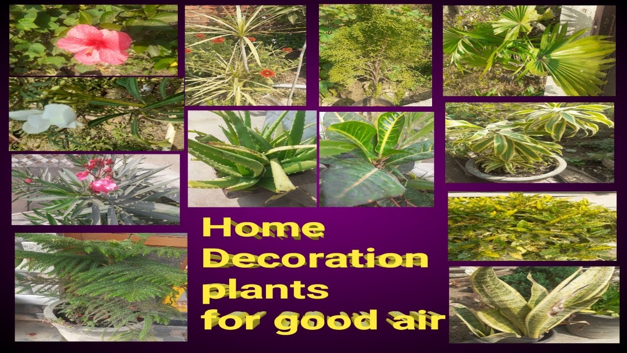 Home decoration plants for good air/decoration plants names/ gardening