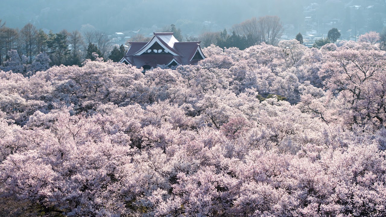 DJI Zenmuse X7 - 天下第一の桜「タカトオコヒガンザクラ」(長野県伊那
