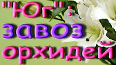 Орхидеи,узамба́рские фиалки,Самара🌺