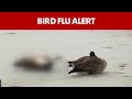 Bird flu alert in New Jersey: Everything we know