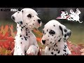 Adorabili cuccioli di DALMATA