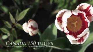 Canada 150 tulips are blooming across Canada’s Capital Region