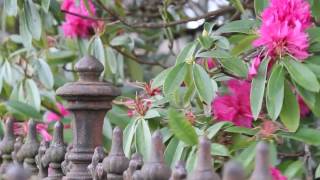 Spring at Waikumete Cemetery