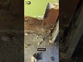Will Wet Drywall Always Lead to Mold?