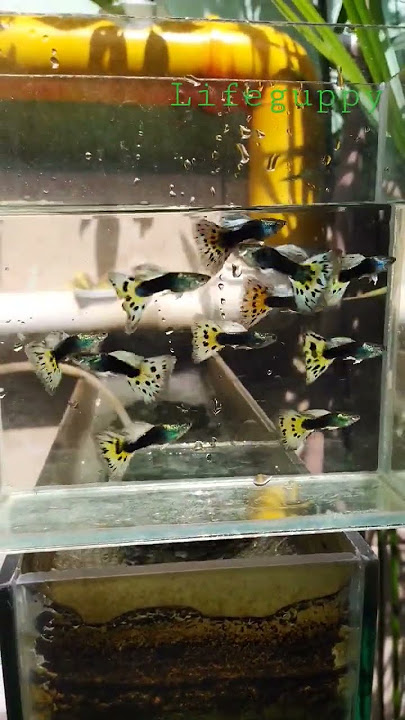 HB leopardo #lifeguppy #guppyfish