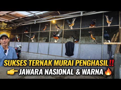 GREBEK! PETERNAK MURAI BATU PENGHASIL JAWARA NASIONAL & WARNA | PANCORAN JAKARTA SELATAN (AFF GP BF)