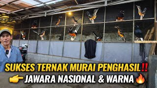 GREBEK! PETERNAK MURAI BATU PENGHASIL JAWARA NASIONAL & WARNA | PANCORAN JAKARTA SELATAN (AFF GP BF)