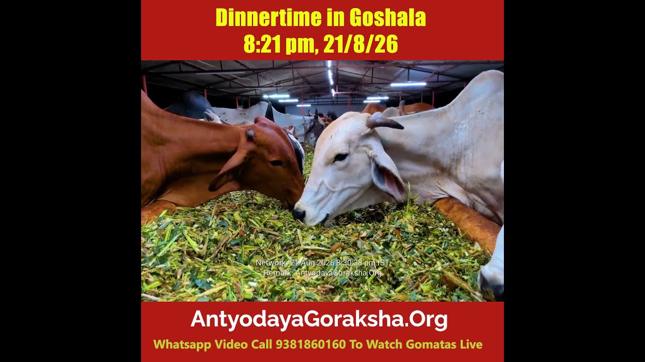 [21 Aug 2026] Evening Meal of Green Grass to Cows in Goshala