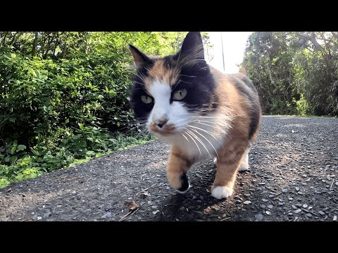 田代島　やたらと美意識の高い三毛猫が前方からランウェイを歩くモデルみたいな足取りでトコトコと歩いてきた