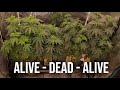 Cannabis plants being resilient  timelapse
