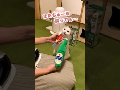 ビールとちゅーるで宴会をする猫達【おしゃべりする猫】 #Shorts