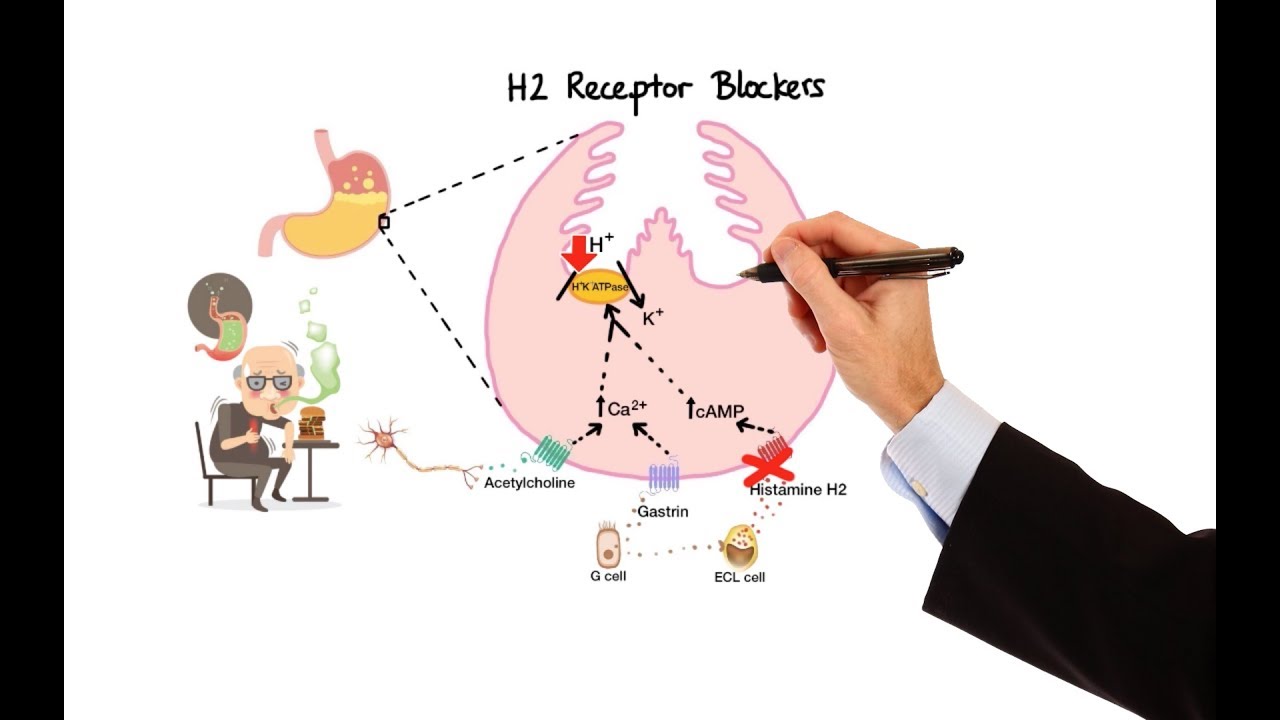 How Do H1 Receptor Antagonists Work?