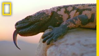 孤高に生きるアメリカドクトカゲ | ナショジオ