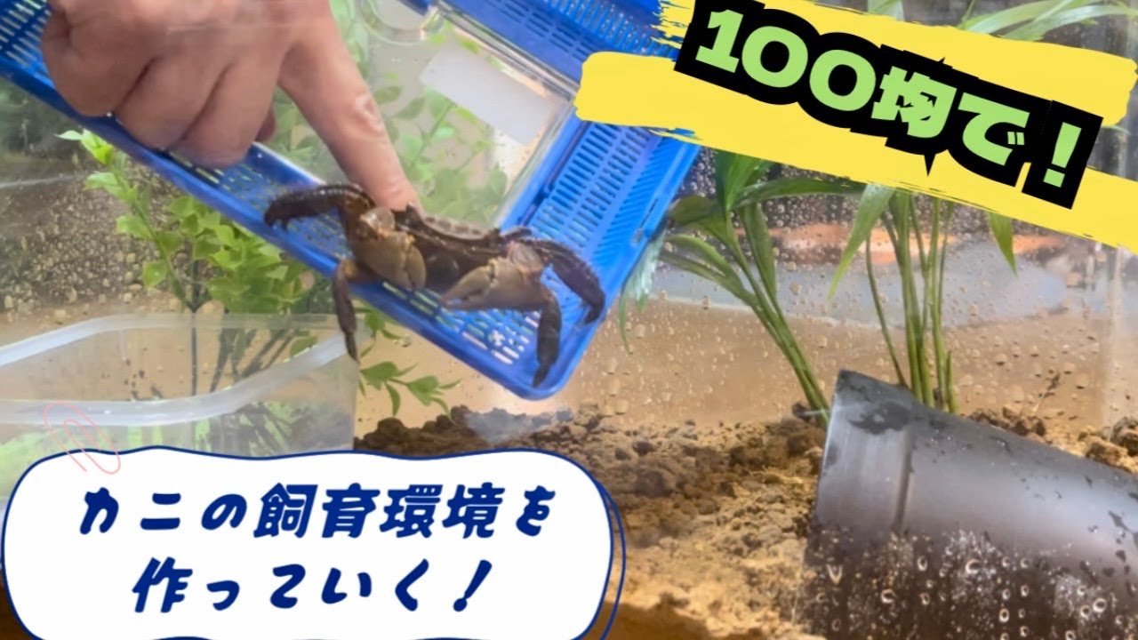 低コストでカニを飼育！100均グッズで手軽に作れる飼育環境！！