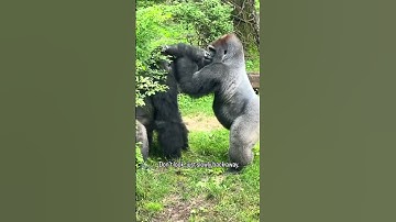 "Never Look a Gorilla in the Eyes!" #gorilla #animalshorts #wildlife #facts