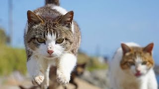 【人気の猫写真 2021年3月】NEKOくらぶ Mar/2021 ～ネコ好きはヤメラレナイ～