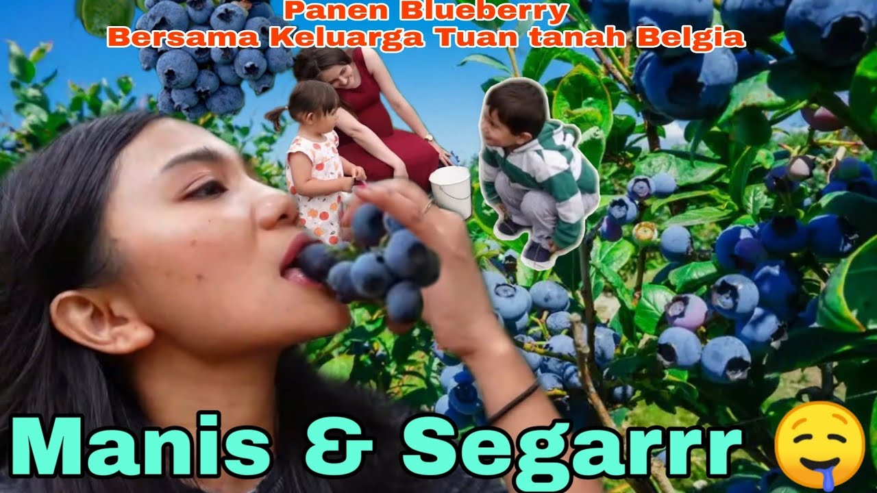 PANEN BLUEBERRY BERKILO-KILO DI LADANG BELGIA, BANYAKNYA SAMPE KEWALAHAN