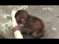 Baby Monkey crying. 叫ぶ赤ちゃんザル（動画編集版ダイジェスト）