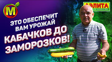 Советы по выращиванию кабачка: сделайте это в июле!