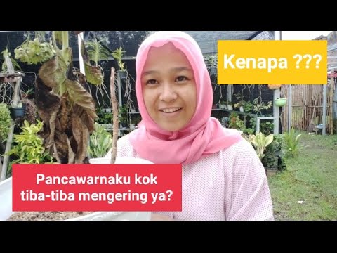 Video: Mengapa Hidrangea Tidak Mekar? Mengapa Hidrangea Hanya Memberi Dedaunan Dan Apa Yang Perlu Dilakukan Mengenainya? Bagaimana Untuk Mencapai Mekar Cantik Di Taman?