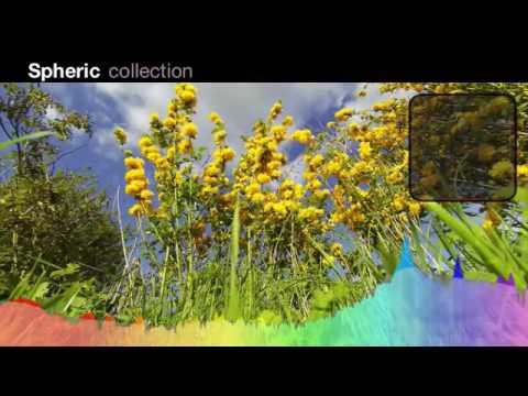 Bugs Ambisonics Sound Effects Library
