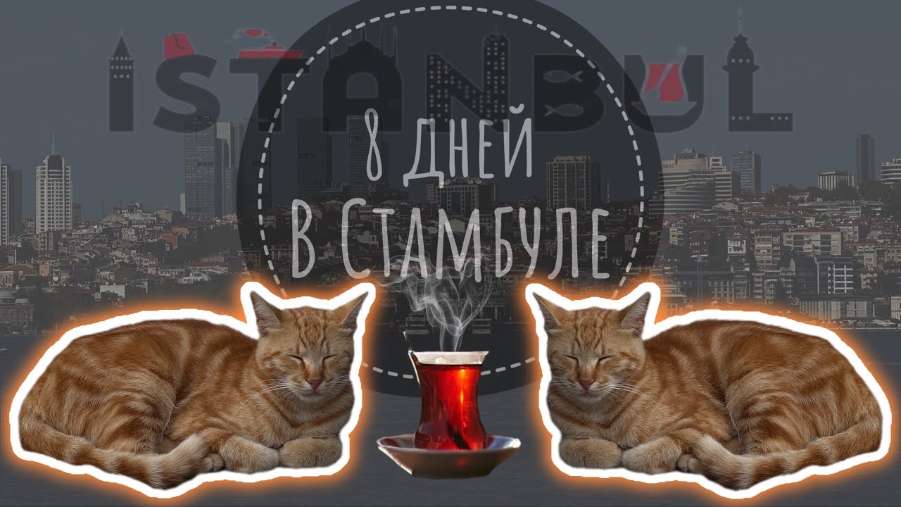 СТАМБУЛ | Транспорт | Коты | Бесплатные локации