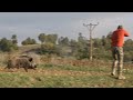 Süper çekim azılı yaban domuzu avları / Wild Boar hunting in Turkey