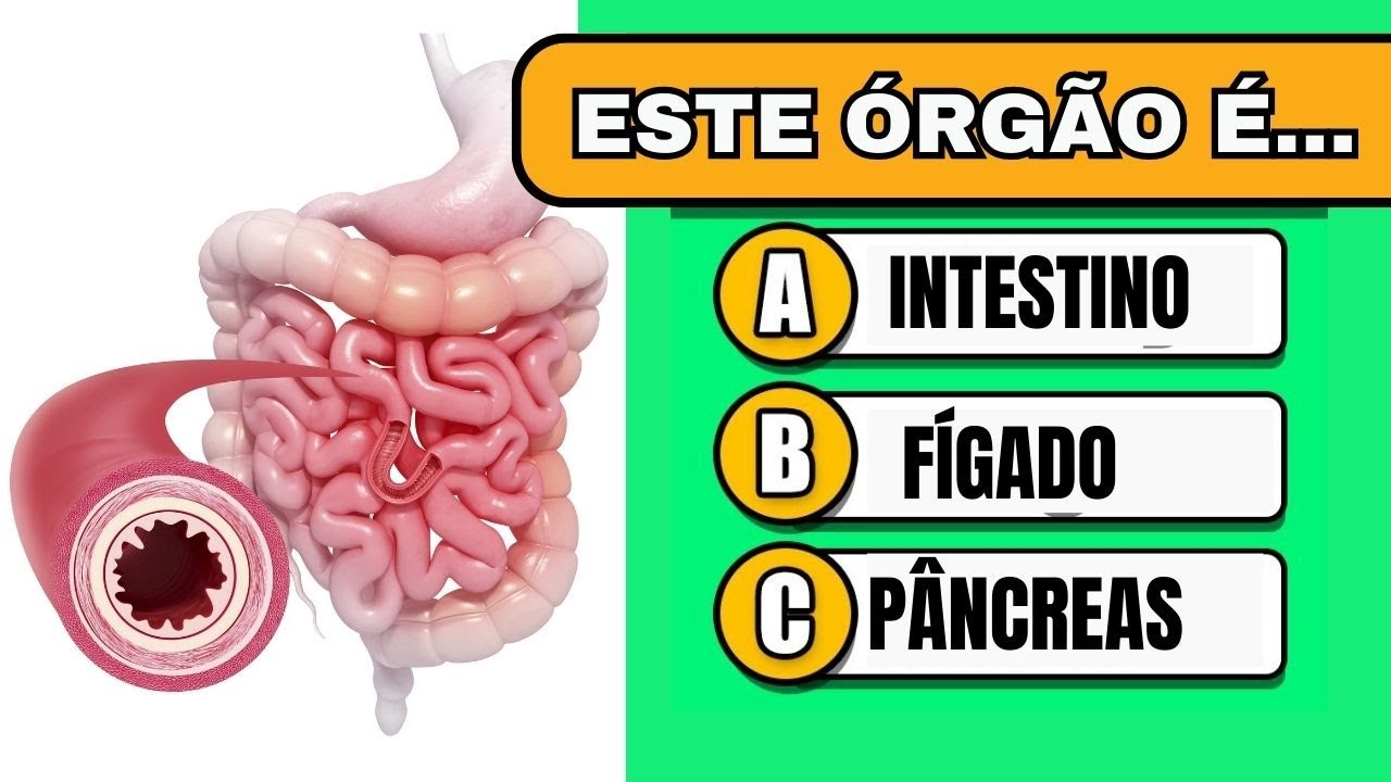 QUANTAS PARTES DO CORPO HUMANO VOCÊ CONSEGUE ADIVINHAR?QUIZ